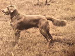 Weimaraner schutzhund sales