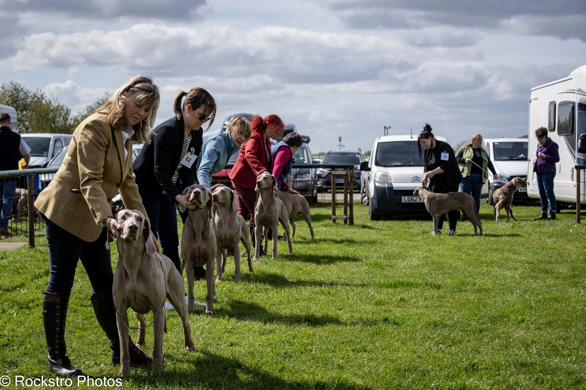 Open Show Open Dog class