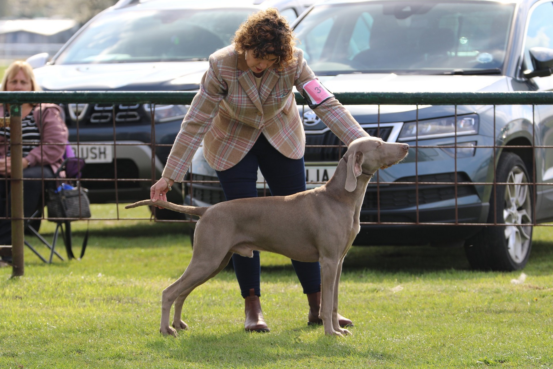 Reserve Dog CC Winner